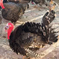 تخم بوقلمون نطفه دار