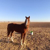 اسب نژاد عرب و کرد