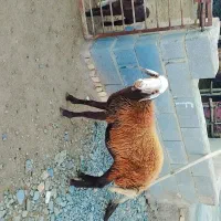 تقلی داشتی|حیوانات مزرعه|انبارآلوم, |دیوار