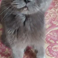 آماده جفتگیری اسکاتیش نر|گربه|کرج, عظیمیه|دیوار