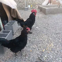 خروس