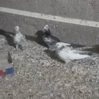 کفتر جوجه|پرنده|شهریار, بکه|دیوار