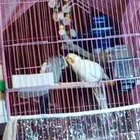 طوطی عروس هلندی جفت و مرغ عشق مولد