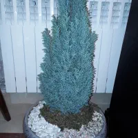 گل آپارتمانی