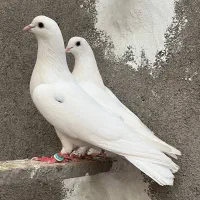معاوضه یا فروش جفت کبوتر پرشی