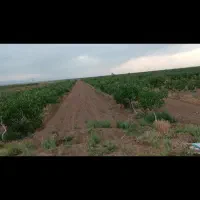 باغ پسته|فروش زمین و ملک کلنگی|نوده انقلاب, |دیوار