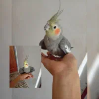 عروس هلندی دارم رام شده