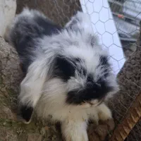 خرگوش مینی لوپ بالغ|موش و خرگوش|لشت نشا, |دیوار