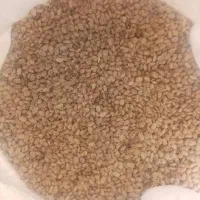 لوبیا امسال