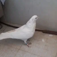 کبوترگرفتنی|پرنده|رباطکریم, نصیرشهر|دیوار