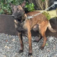 نژاد مالینویز|سگ|آمل, |دیوار