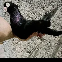 زاغ صرب کوزوو