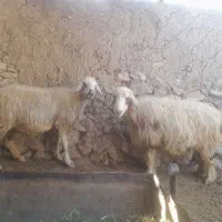شیشک میش ارسنجان