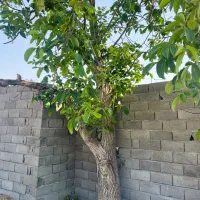 باغچه ۳۰۲ متر۴ دیوار انجم آباد،مسیر آسفالت