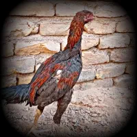 جوجه ومرغ لاری