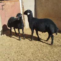 بره قره قزل