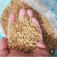 گندم محلی درجه یک ویژه نان