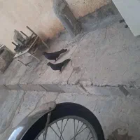 صرب آبادانی عروسک