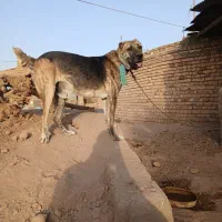 واگذاری سگ افغان|سگ|گناباد, |دیوار