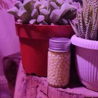 حلزون آچاتینا فولیکا در سایزهای مختلف و خاویار