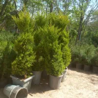 فرو ش گل وگیاه باتخفیف ویژه