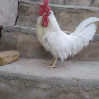 خروس محلی|حیوانات مزرعه|گرمخان, |دیوار