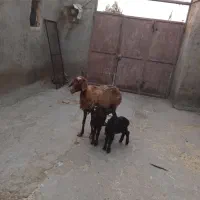 میش جوان دوقلو زا با دوتا بره