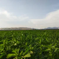 زمین سند دار بغل گلخانه ویلا شرایط اقساطی 1ساله|فروش زمین و ملک کلنگی|تبریز, |دیوار