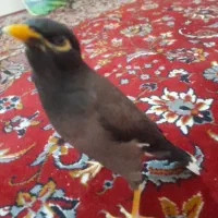 مرغ مینا سخنگو