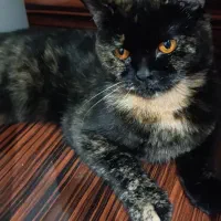 گربه اسکاتیش بریتیش