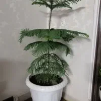 گل کاج مطبق