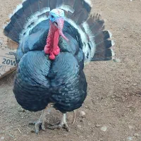 بوقلمون نر و ماده بزرگ سنگین وزن و چاق