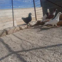 افشون|پرنده|اسفراین, |دیوار