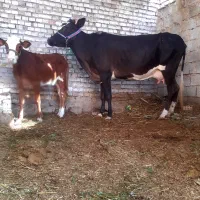 گاو جرسی شکم سوم با گوساله ماده ۸کیلو شیر