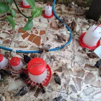 جوجه مرغ خدوس  محلی  وچند نژاددیگه