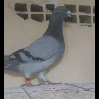 کبوتر پلاکی نر مسابقه داده