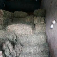 پرس یونجه شاهی