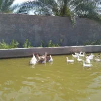 فروش قوغاز شماره تماس