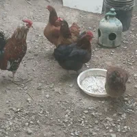۳ مرغ و ۱ خروس و ۱ بوقلمون