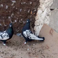 کبوتر سینه ای جم|پرنده|جم, |دیوار