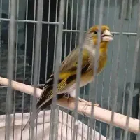 سهره قناری دهن بخون شلاقی