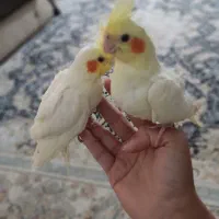 عروس هلندی