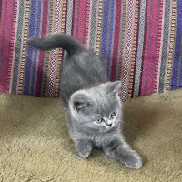 گربه بریتیش