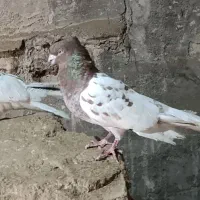 سید عباس|پرنده|کرخه, |دیوار