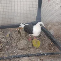 کبوتر