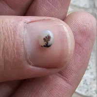 شجر قاین|کلکسیون و سرگرمی|تهران, سازمان آب|دیوار