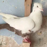 ۴تا کفتر خوب