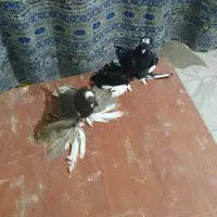 جفت اغ گویروخ لاب زور غیرتی