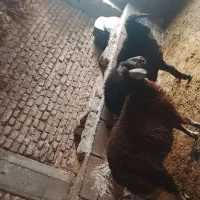 گوسفند