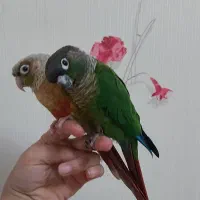 فروش پرنده|پرنده|خوانسار, |دیوار